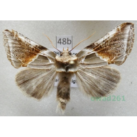 Habrosyne pyritoides (Hufnagel, 1766) Pluszówka agatka Czech48b